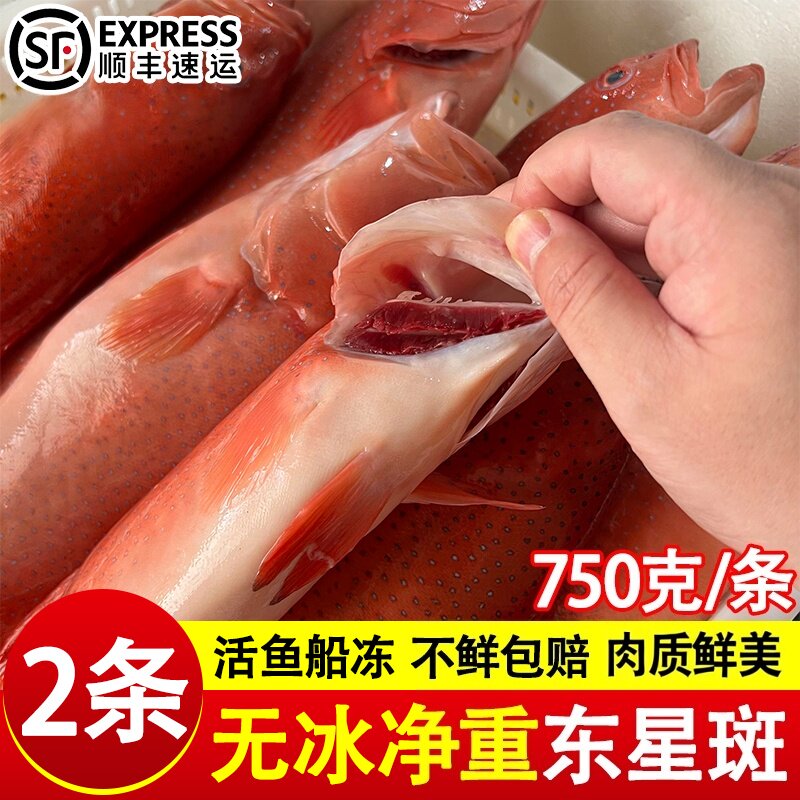 东星斑鲜活冷冻特大龙胆石斑鱼冰鲜速冻新鲜燕尾斑海鱼类商用批发