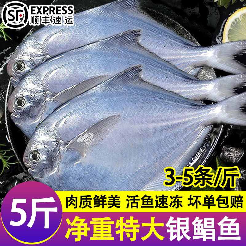 银鲳鱼新鲜冷冻捕鲜活金鲳鱼昌鱼白鱼平鱼鳊鱼海鱼海鲜水产商用