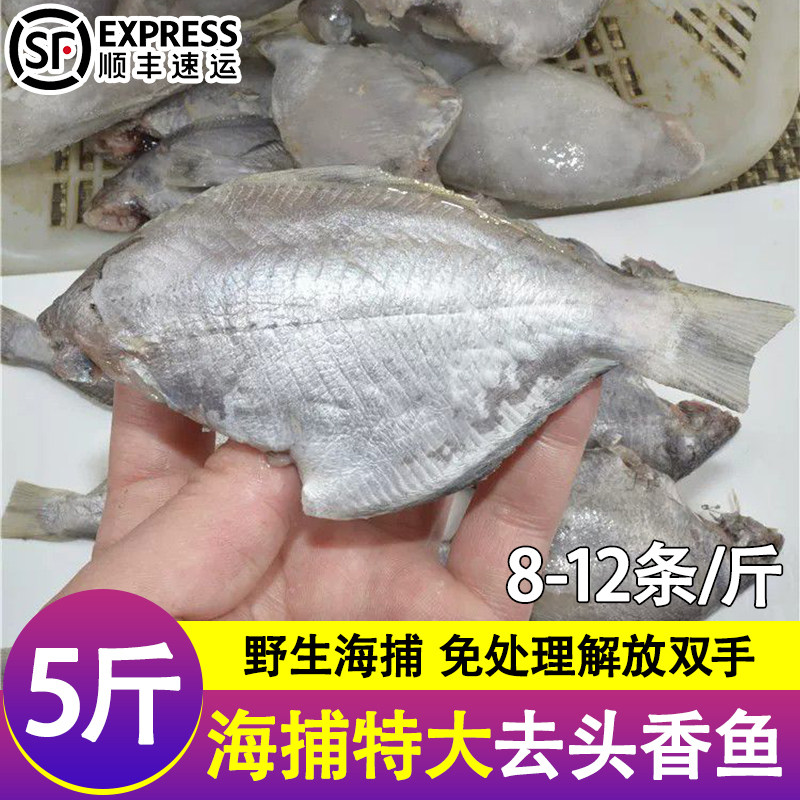 5斤三去香鱼新鲜冷冻肉鲳鱼海捕船冻香鱼批发商用海鲜水产批发