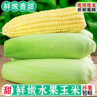 包邮 广西特产 现摘水果玉米新鲜甜玉米黄金嫩玉米新鲜玉米棒5斤装