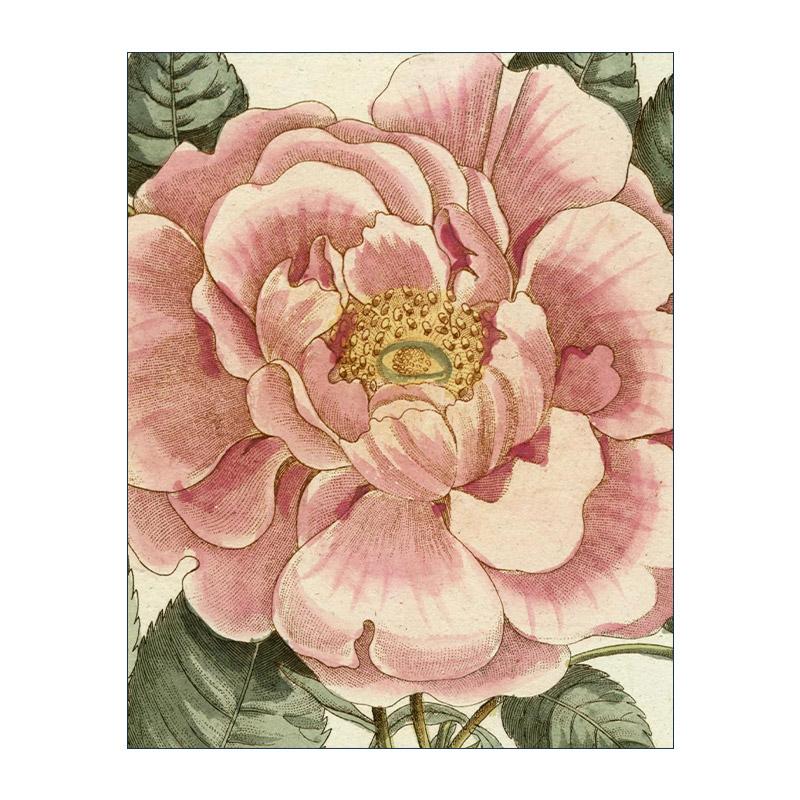 英文原版 John Derian Picture Book II 约翰德里安画集2 精装 英文版 进口英语原版书籍