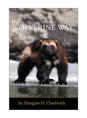 英文原版 The Wolverine Way 貂熊之路 全球变暖 野生动物保护 Douglas H. Chadwick 英文版 进口英语原版书籍