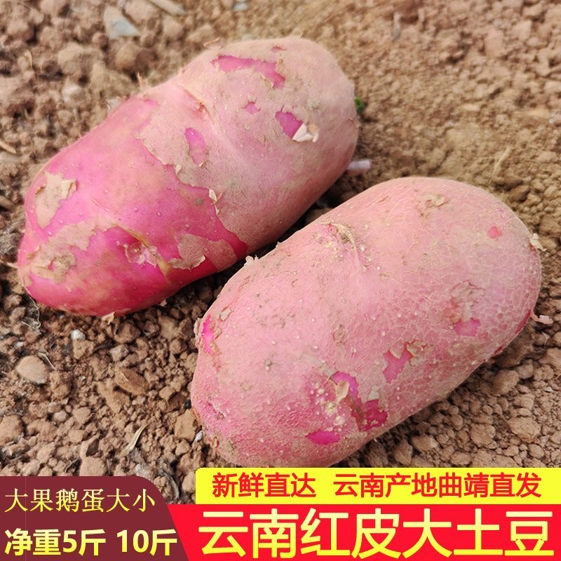 云南土豆鹅蛋新鲜10斤高原洋芋