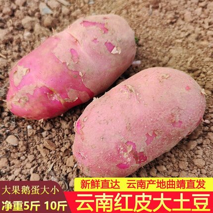 云南红皮大土豆鹅蛋大新鲜高原黄心洋芋农家自种蔬菜马铃薯