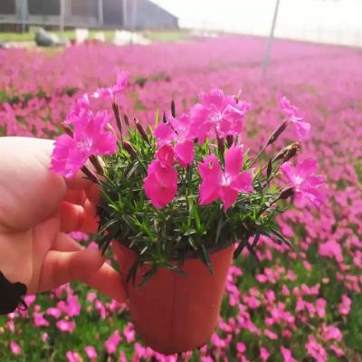 欧石竹草坪花苗四季开花的草坪花w苗庭院室外花卉植物耐寒耐热好