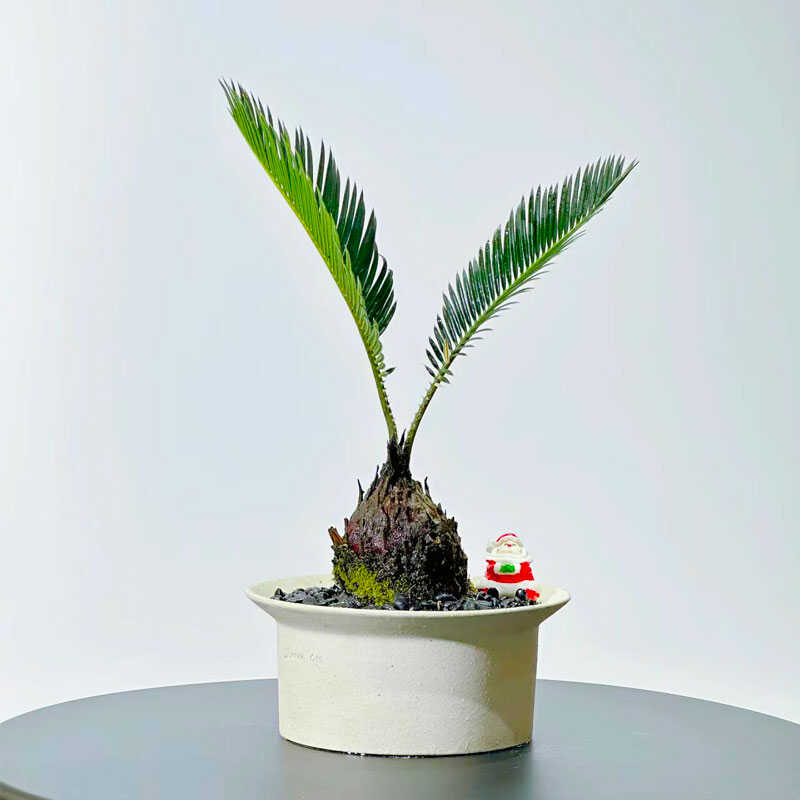 耐热耐活四季常青净化空气吸甲醛