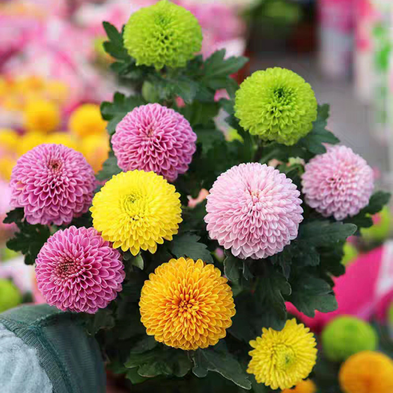 乒乓菊盆栽菊花花苗带花苞室内外阳台花卉植物四季开花好养活绿植