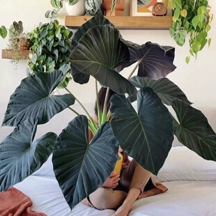 帝王盾大型室内观叶海芋象耳芋高级感暗黑风盆栽小众绿植新手好养