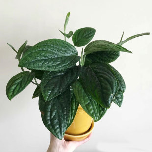 墨西哥秘鲁皱叶龟背泰国绿萝爬藤观叶绿植盆栽室内净化空气吸甲醛