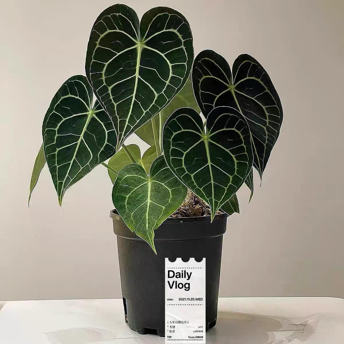 克莱恩水晶花烛热植好养高级感室内观叶植物室内小众好养绿植