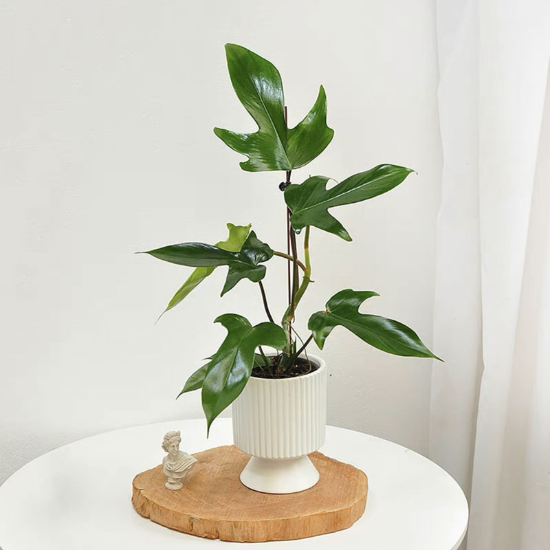 飞机蔓绿绒佛罗里达清新室内北欧四季常青耐阴吸甲醛绿植盆栽好养