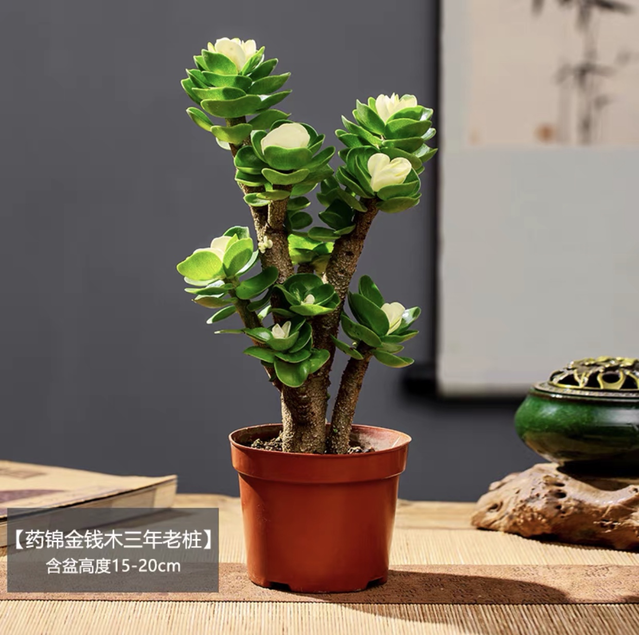 金钱木老桩多肉室内阳台吸甲醛