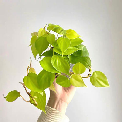 柠檬汁蔓绿绒室内阳台垂吊植物
