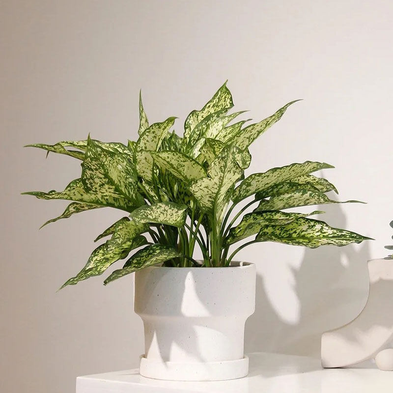 翡翠皇后植物盆栽室内办公室观叶水培花卉易养活吸甲醛斑纹万年青