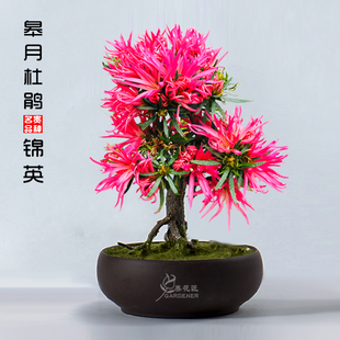 日本进口皋月杜鹃花锦英紫孔雀雾岛腾重九重稀有名贵品种花卉盆栽