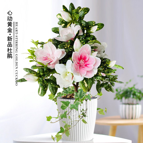 心动黄金杜鹃花花卉盆栽好养植物