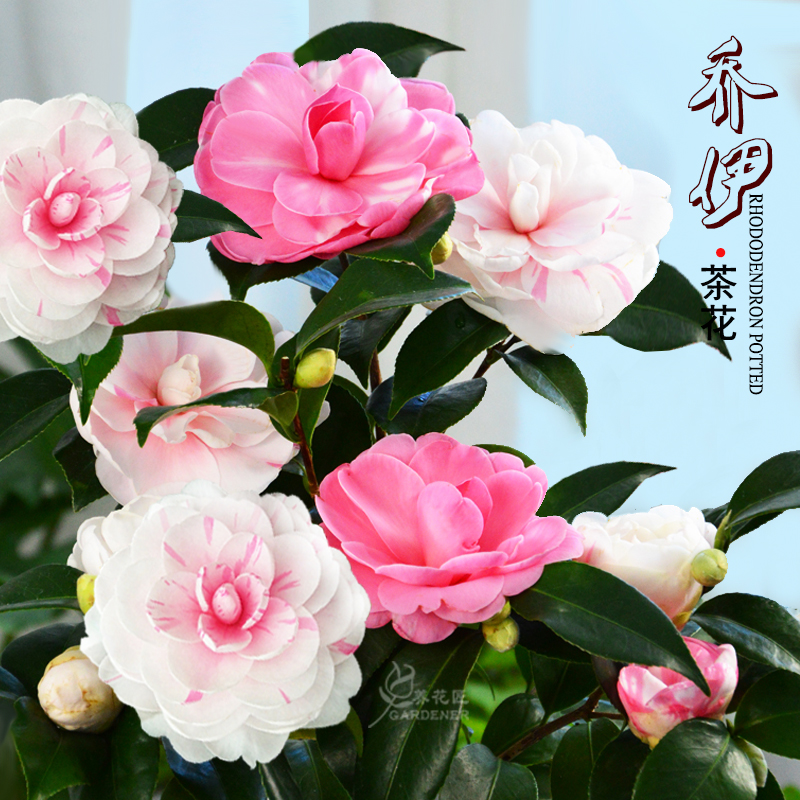 乔伊山茶花盆栽树苗十大名花白底多色大花型福建龙岩花卉庭院植物