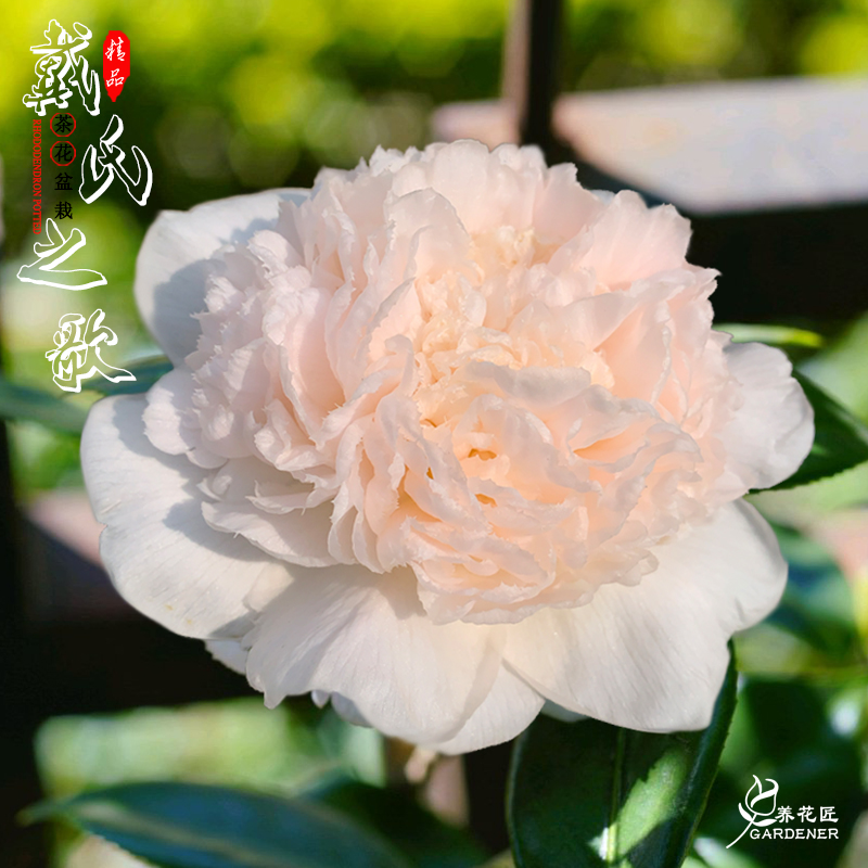 戴氏之歌茶花稀有名贵品种大花型