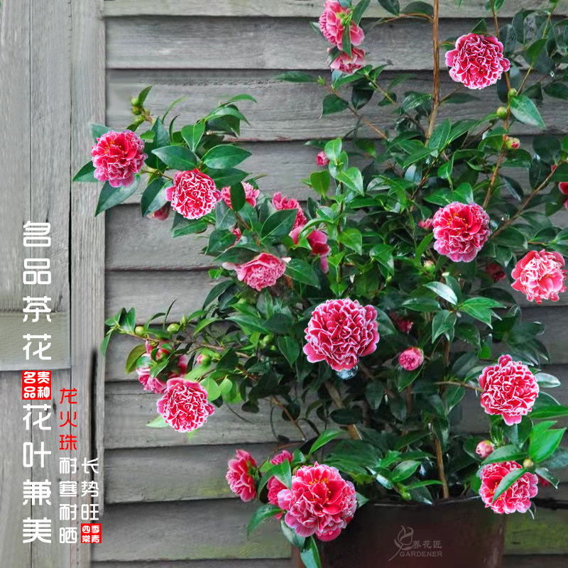 龙火珠稀有名贵品种茶花树苗花卉盆栽阳台室内外庭院庭院好养绿植