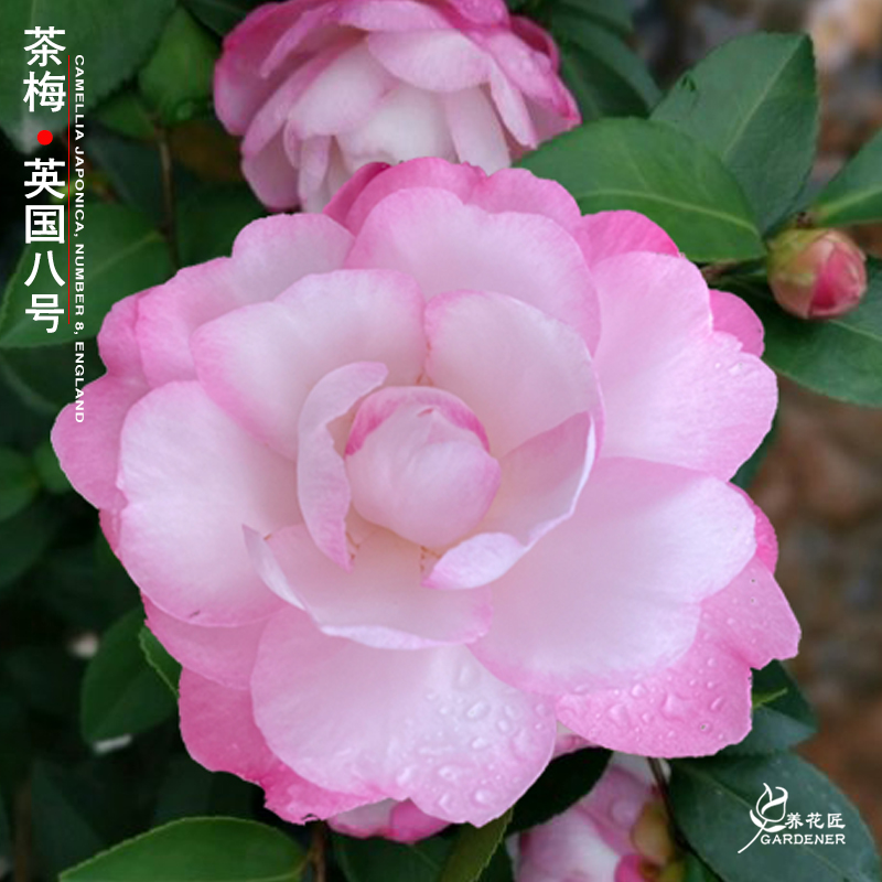 英八茶梅布希还珠格格名贵绿植