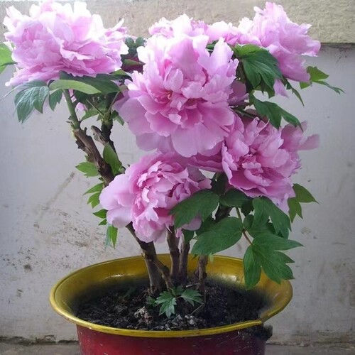 正宗洛阳牡丹花苗大苗四季重瓣花卉阳台庭院植物带盆栽好牡丹树苗