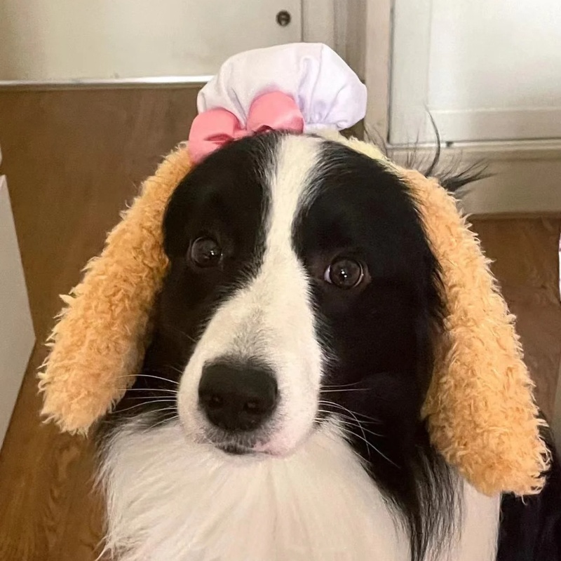 饼饼发箍可爱狗狗发饰