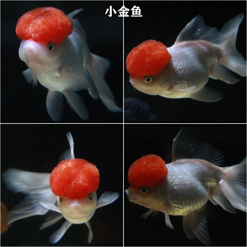 鸿运当头孔雀鱼练手鱼黑金鱼活鱼斑马鱼兰寿小鱼苗