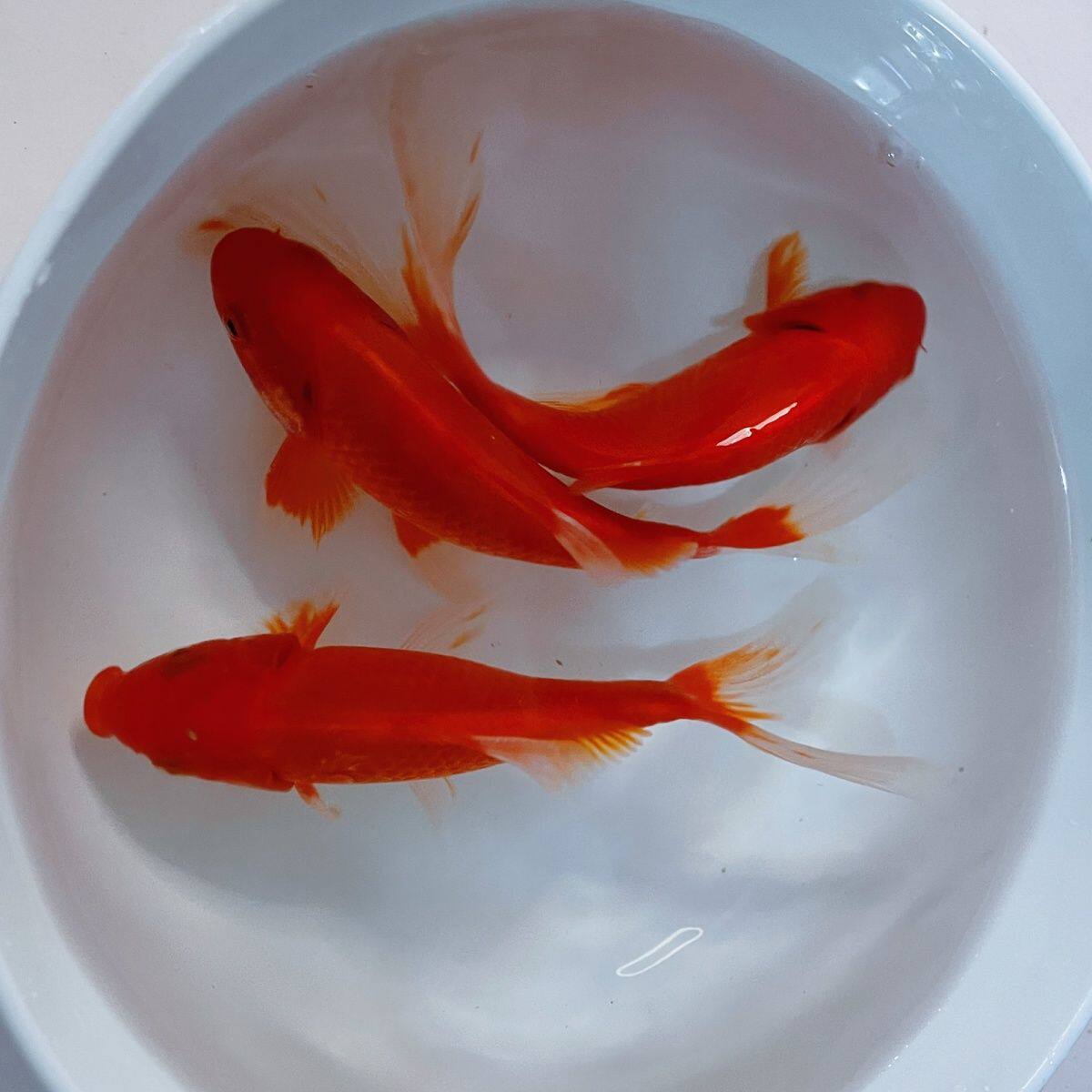 红草金鱼大尾巴宠物小金鱼观赏鱼红锦鲫冷水鱼好养耐活鱼苗练手鱼