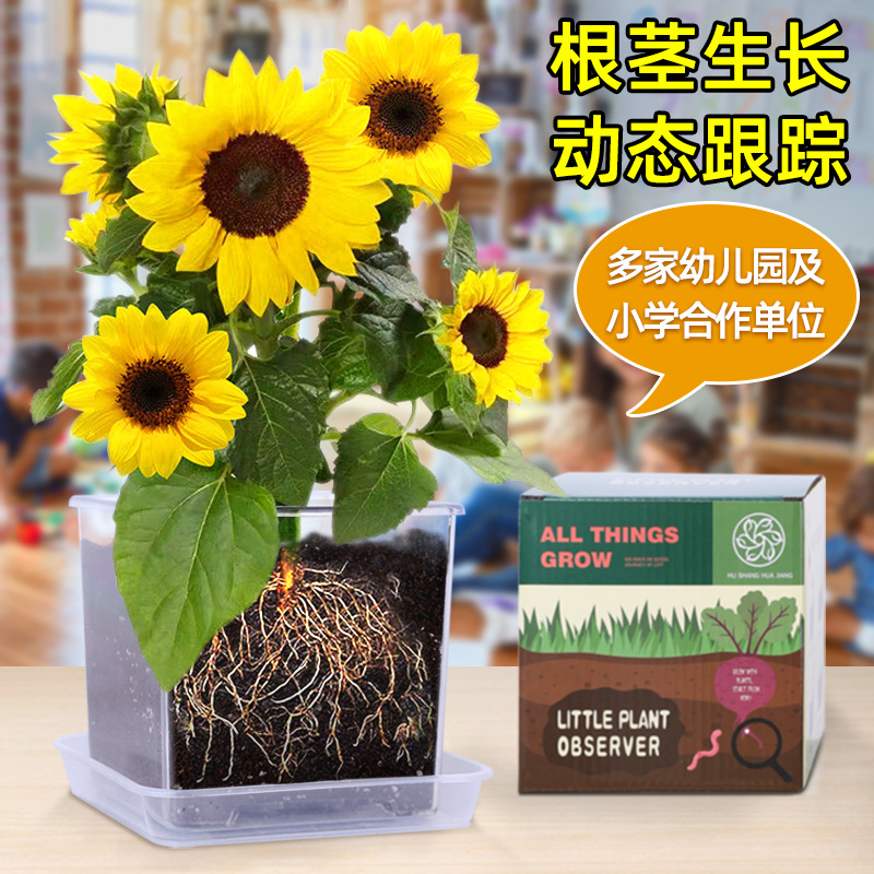 【极速发货】儿童植物根系观察窗