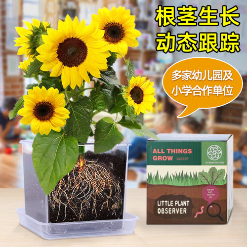 【极速发货】儿童植物根系观察窗