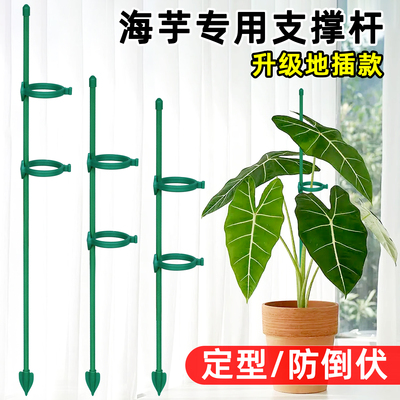 海芋专用支架绿天鹅彩叶芋秋海棠龟背竹爬藤植物固定绿植花支撑杆