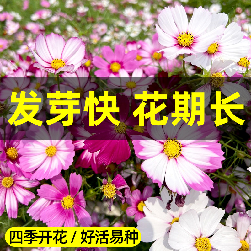 庭院波斯菊花种子格桑花