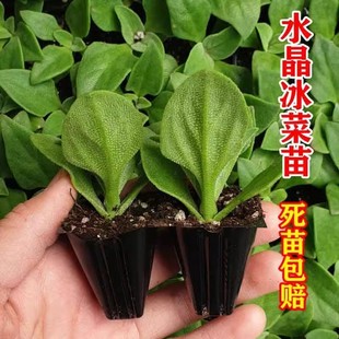 冰菜苗冰菜种子种苗进口非洲冰菜冰草种子新品罕见家庭阳台盆栽菜