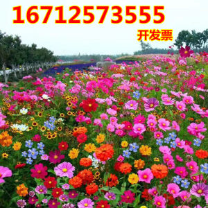 耐寒花种多年生野花组合种子四季格桑花波斯菊花籽庭院百日菊室外