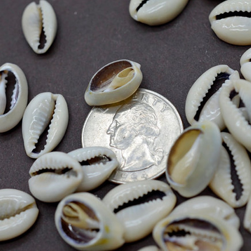 100Pcs White DIY Sea Shell Cowrie Cowry Charm Beads Beach