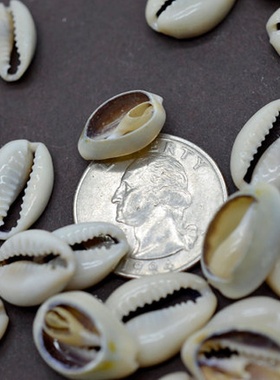 100Pcs White DIY Sea Shell Cowrie Cowry Charm Beads Beach