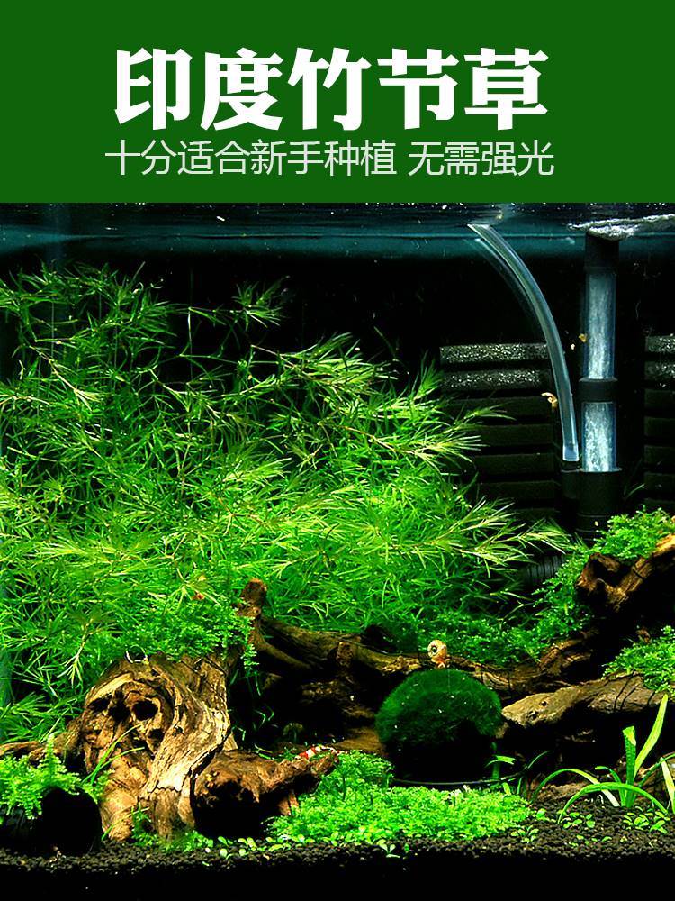 竹节草水草带根印度小竹节新手水生植物水培鱼缸造景沉木水草真草