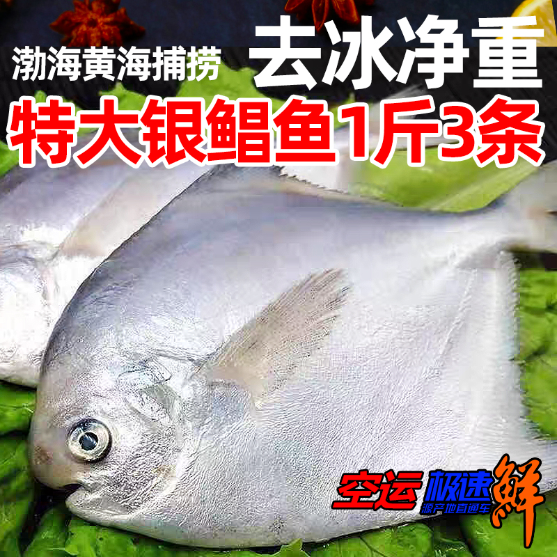 新鲜银鲳鱼净重4斤渤海海鲜冷冻 东海白鲳鱼水产平鱼海鱼扁鱼