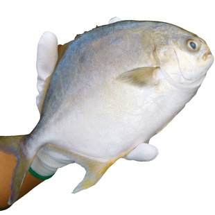 新鲜大金鲳鱼5斤新鲜冷冻空运平鱼鲜活速冻海鲜水产鲜活鱼