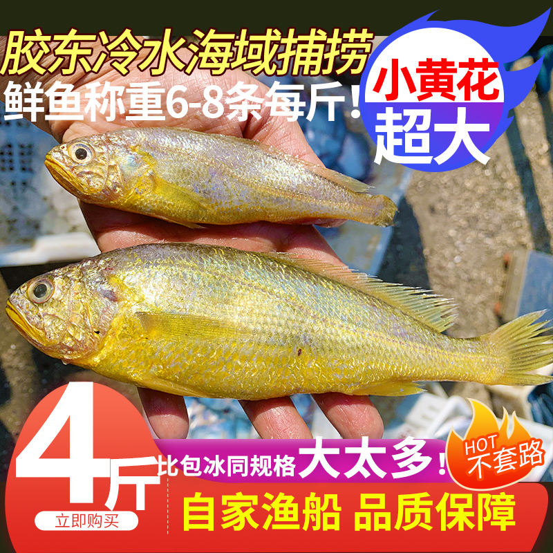 小黄花鱼新鲜海捕鲜活4斤胶东小黄鱼冷冻生鲜海鲜水产深海鱼商用 水产肉类/新鲜蔬果/熟食 黄鱼 原图主图