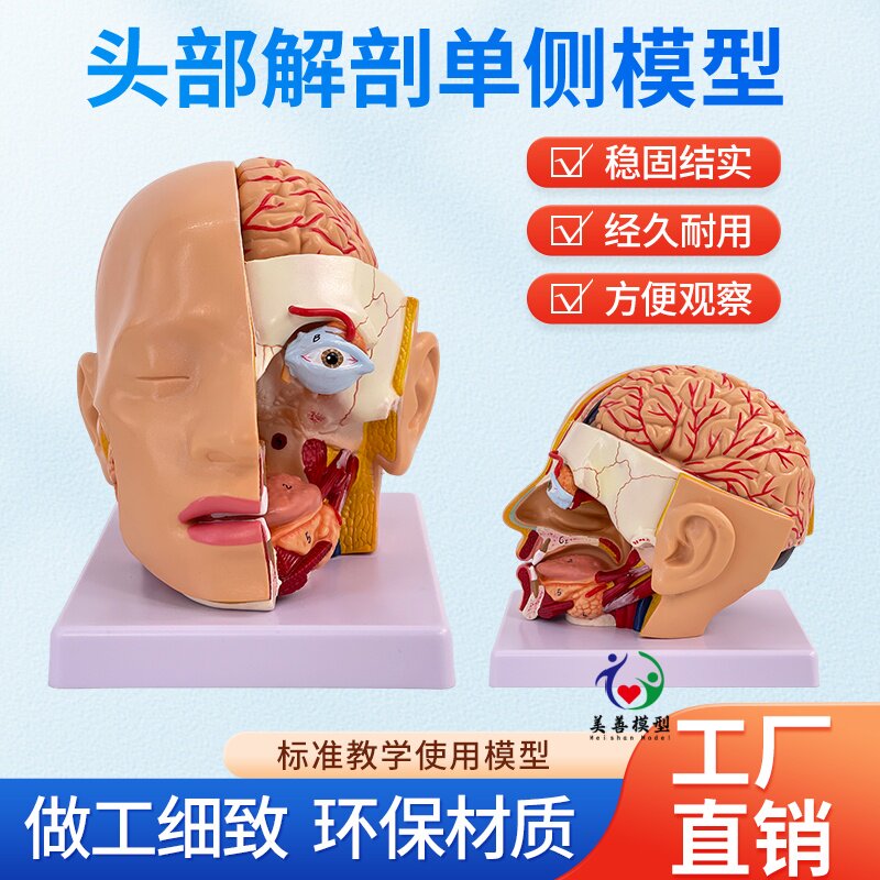 美善模型人体头部解剖教具