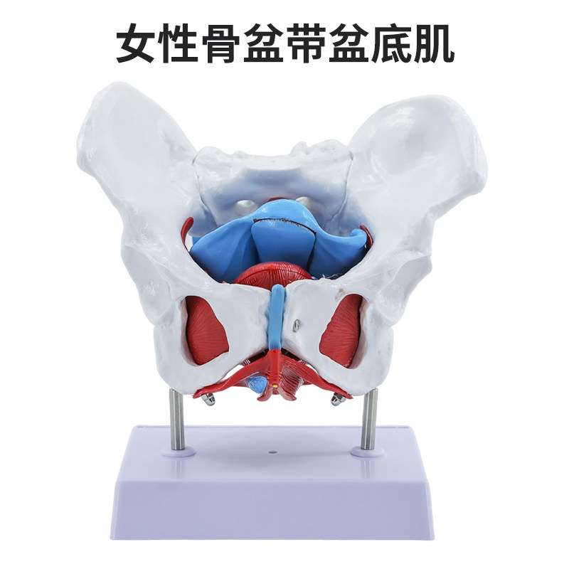 自然大女性骨盆模型 女性骨盆带盆底肌 分娩过程演示助产示教模型