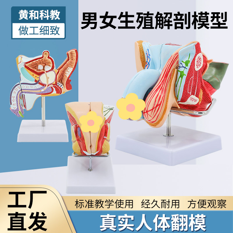 黄和科教生殖解剖模型