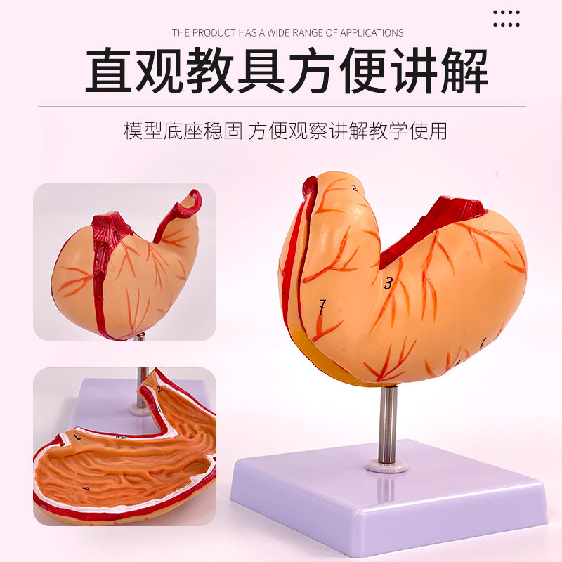 胃解剖结构模型 自然大胃模型 人体消化系统器官医学解剖模型