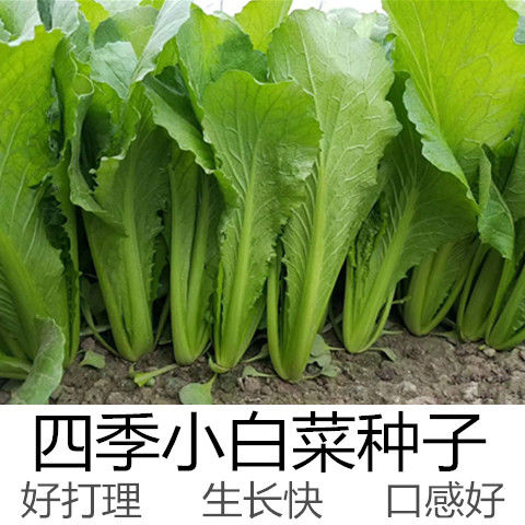 四季青梗小白菜种子生长快口感好小青菜鸡毛菜庭院阳台易种蔬菜籽