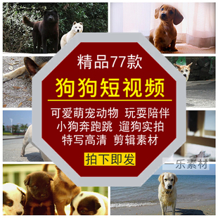 狗狗短视频可爱萌宠动物玩耍陪伴奔跑跳遛小狗实拍特写混剪辑素材
