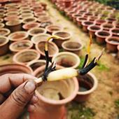 碗莲种藕小型荷花根茎藕鞭带芽碗莲水培植物迷你小荷花室内外花卉