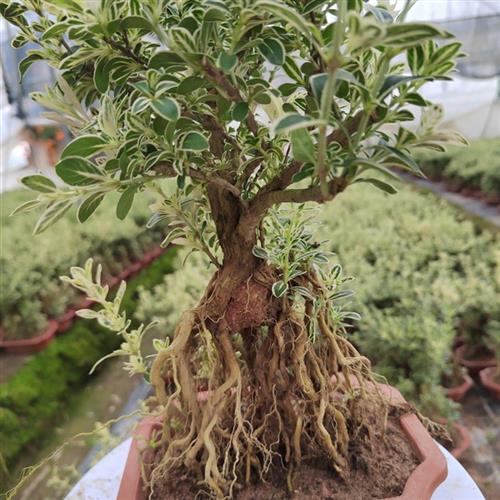 钰林园艺金边六月雪提根微盆景2