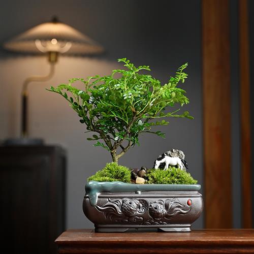 禅意盆栽提根榆树清香木微型盆景小叶榆树桌面室内好养绿植茶桌