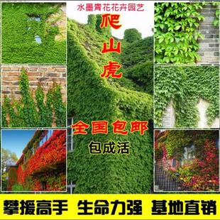 攀援爬藤植物五叶地锦苗三叶爬山虎大苗红叶爬墙